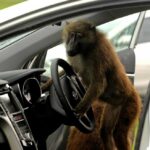 تست میمون: جدیدترین آزمون هیوندای