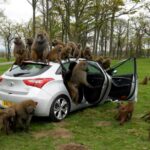 تست میمون: جدیدترین آزمون هیوندای