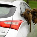 تست میمون: جدیدترین آزمون هیوندای