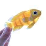 مجسمه های کاغذ رنگی